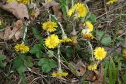 podbiał pospolity.jpg