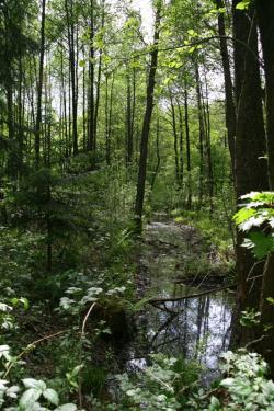 gdzieś w lesie 2.JPG