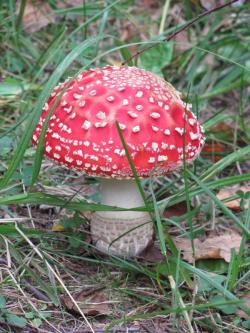 Muchomor, fot. W. Łukaszewicz