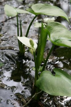 czermień błotna.JPG