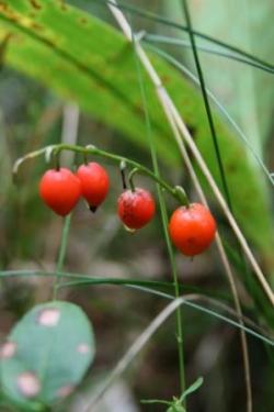 konwalia majowa -owoce.jpg