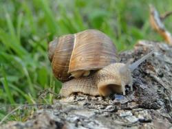 ślimaczek winniczek.jpg