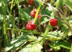 poziomka pospolita.jpg