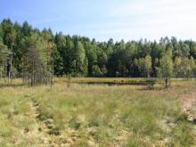 Torfowisko na Tatarskiej Górze