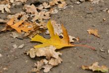 II Leśny Cross Niepodległości