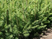 Kiermasz sadzonek "LAS BLIŻEJ NAS"