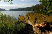 21 marca - Międzynarodowy Dzień Lasów