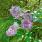 Lilak pospolity - piękny, pachnący i wszechstronny