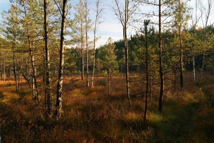 Torfowisko, fot. A. Garackiewicz