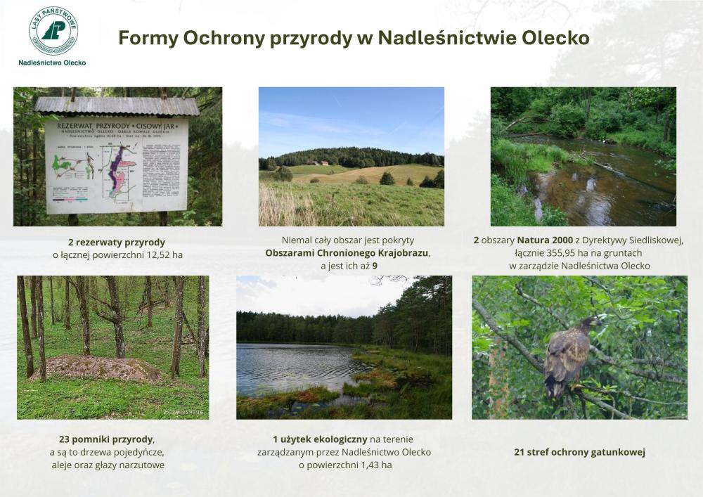 Infografika zestawiająca formy ochrony przyrody w Nadleśnictwie Olecko