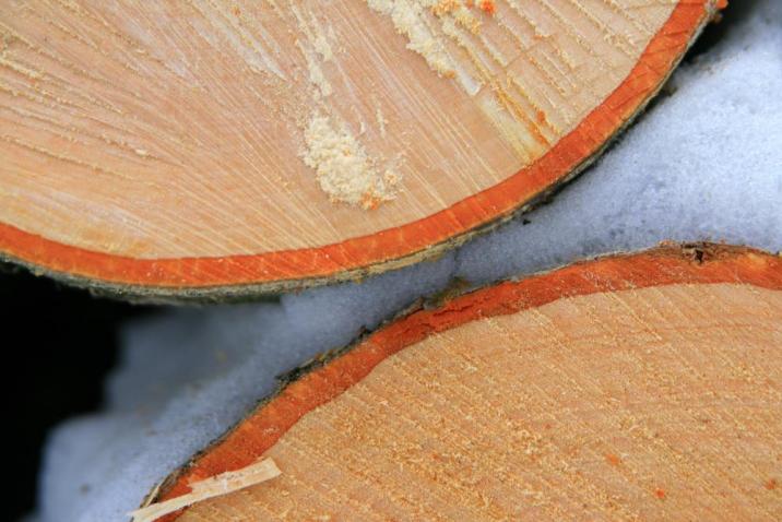 fot. Anna Garackiewicz